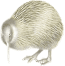 kiwi_bird